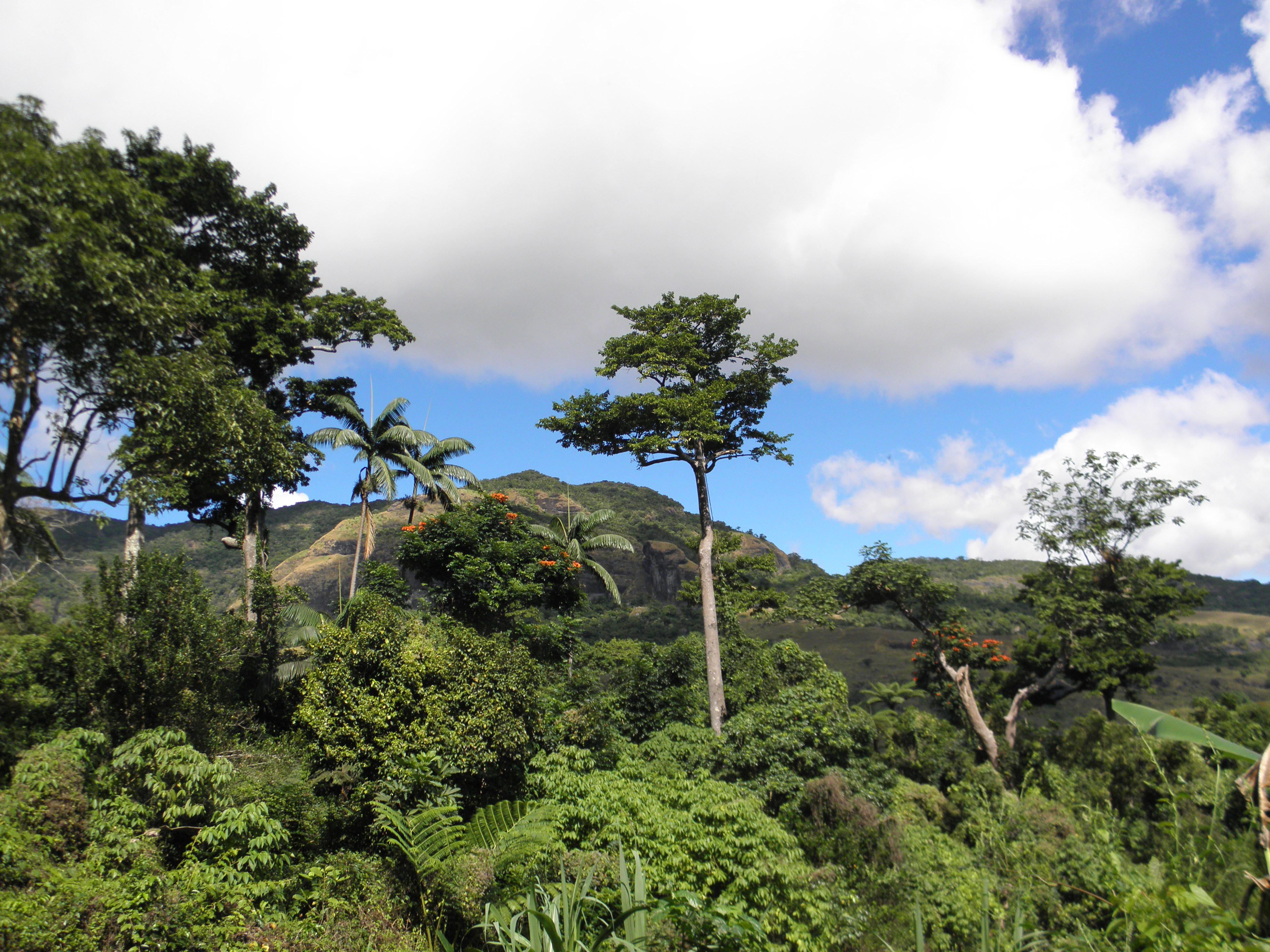 Dawa Tree UniSA students help protecting Fiji’s unique biodiversity ...