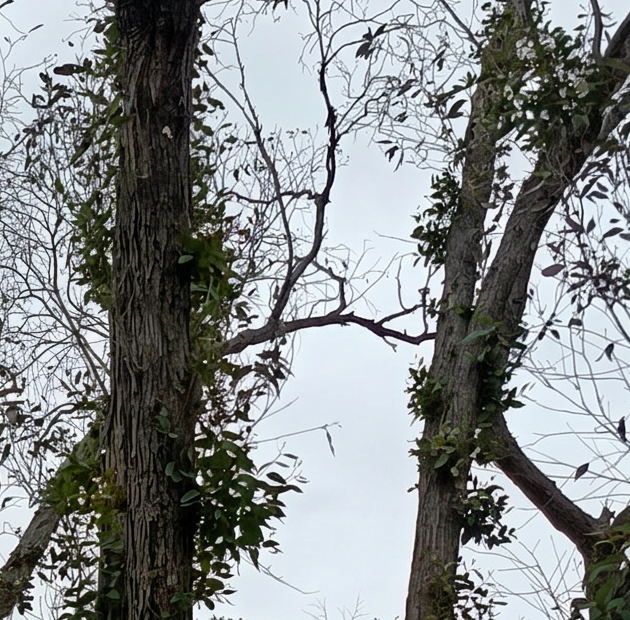 Stringybark resprouting